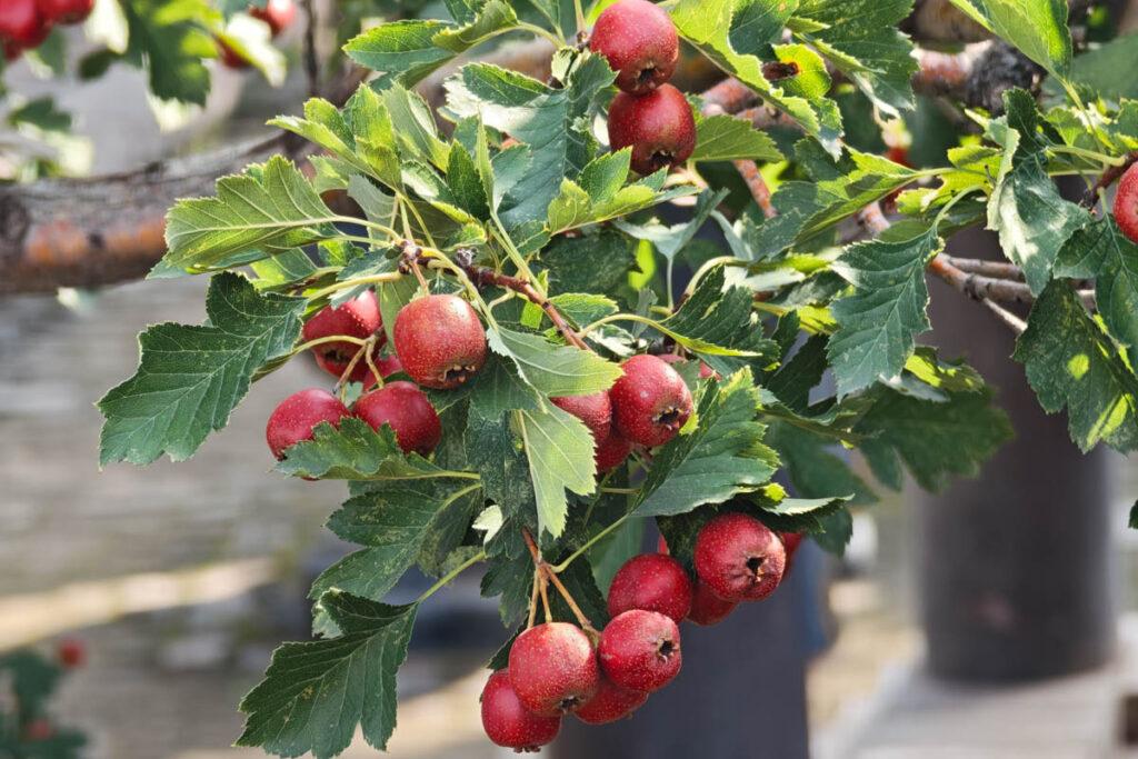 山西介休張壁古堡：穿越千年的地下軍事奇觀與星象村落深度探索 @去旅行新聞網
