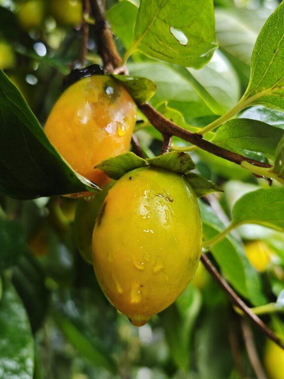 品冠旅遊推薦！寧平碧峝寺一日遊：如何拍出仙氣美照？完整行程、穿搭提醒 @去旅行新聞網