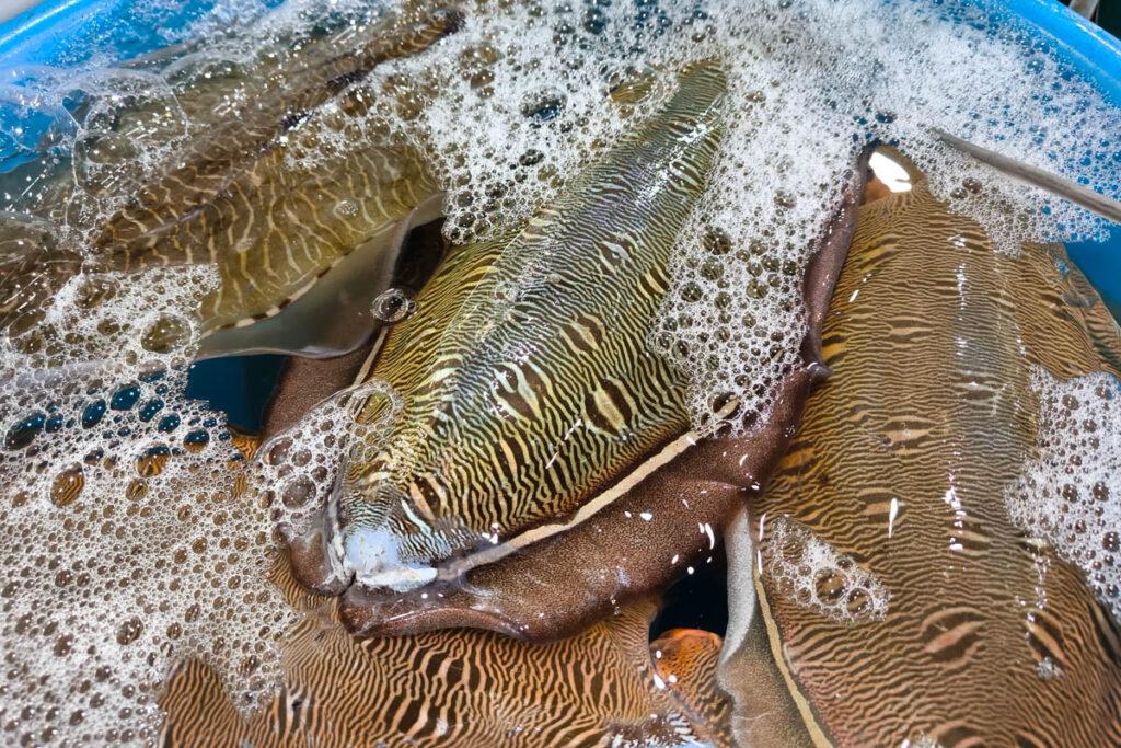 下龍灣必訪！鴻基農貿市場美食與唯美海景日出：炸花枝餅、海鮮批發、花卉市場一次逛 @去旅行新聞網
