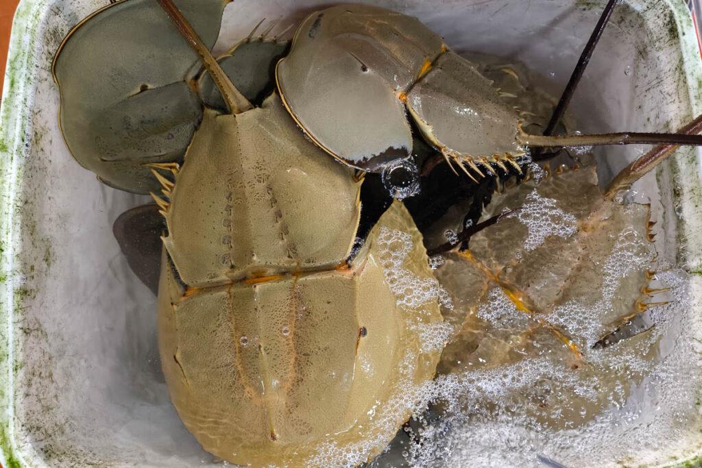 下龍灣必訪！鴻基農貿市場美食與唯美海景日出：炸花枝餅、海鮮批發、花卉市場一次逛 @去旅行新聞網