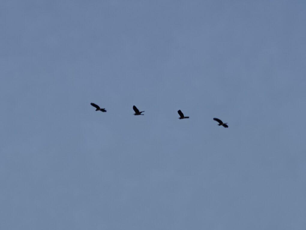 【花蓮日出秘境】花蓮溪海口的第一道光：山海交會、漂流木與候鳥的清晨詩篇 @去旅行新聞網