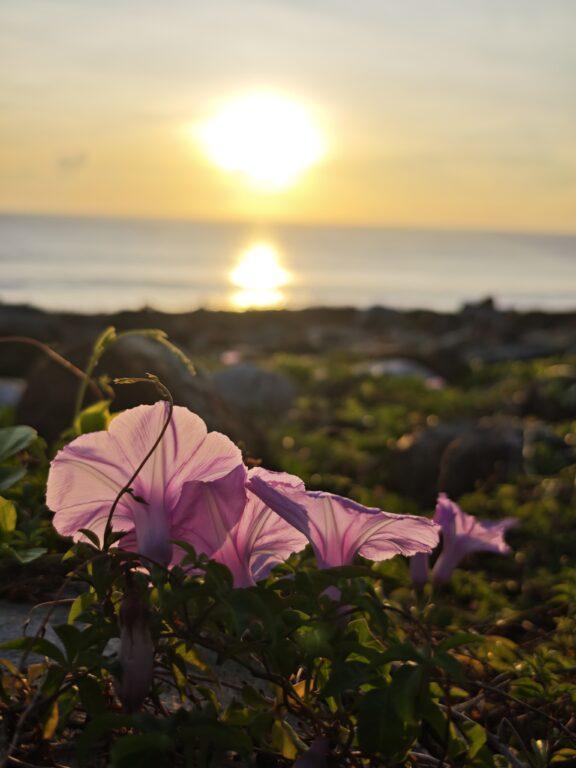 【花蓮日出秘境】花蓮溪海口的第一道光：山海交會、漂流木與候鳥的清晨詩篇 @去旅行新聞網