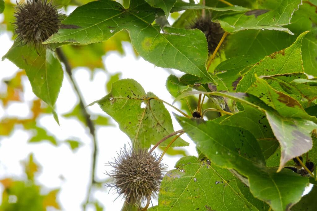 🌿【走進中國最美的畫中村】安徽宏村——在水墨山居間，遇見詩意的江南時光 @去旅行新聞網