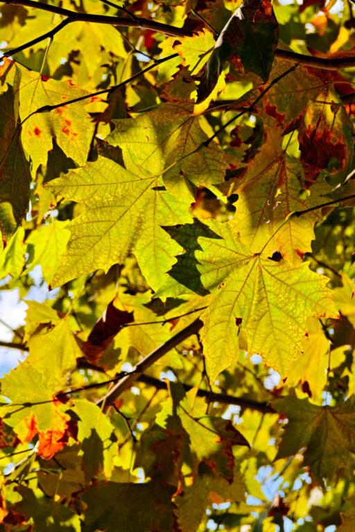 上海文青小旅行：漫步徐家匯書院、聖依納爵主教座堂，品味海派光影與歷史 @去旅行新聞網