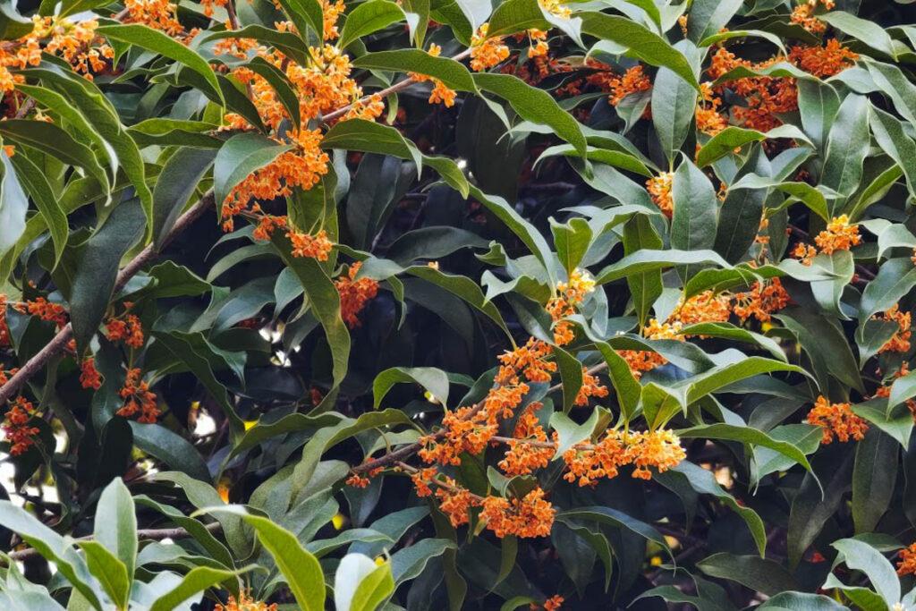 🌙 烏鎮一夜:在靜謐中聆聽江南的呼吸 @去旅行新聞網 🌙 烏鎮一夜:在靜謐中聆聽江南的呼吸 @去旅行新聞網