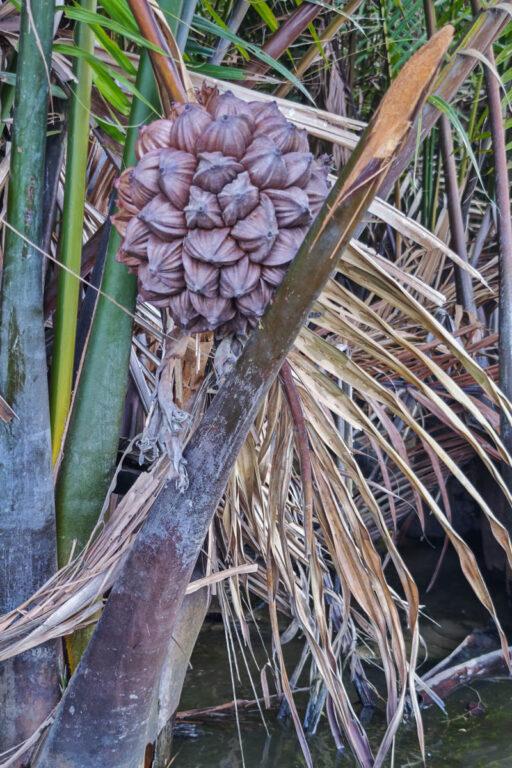 越南會安碗公船一日遊｜水椰子林旋轉船、釣螃蟹，深入甘青村的瘋狂特色體驗 @去旅行新聞網