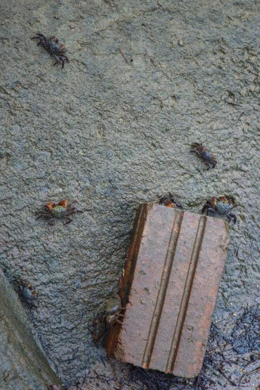 越南會安碗公船一日遊｜水椰子林旋轉船、釣螃蟹，深入甘青村的瘋狂特色體驗 @去旅行新聞網