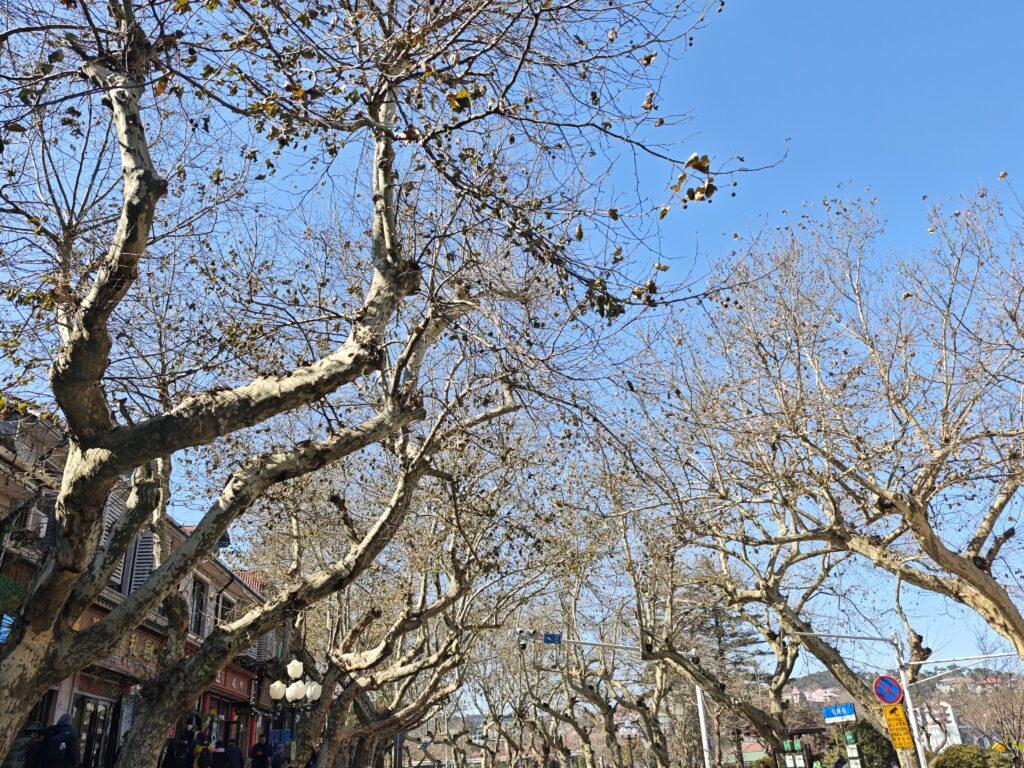 秋遊廬山:跟著詩人腳步,鏡頭捕捉千年詩意與絕美秋景 @去旅行新聞網 秋遊廬山:跟著詩人腳步,鏡頭捕捉千年詩意與絕美秋景 @去旅行新聞網