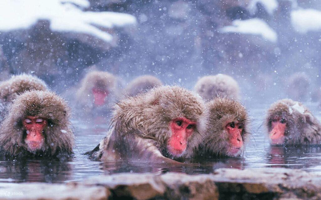 承接雙11熱潮!Klook再推日韓冬季限時下殺 人氣行程買1送1、滑雪體驗88折 @去旅行新聞網 承接雙11熱潮!Klook再推日韓冬季限時下殺 人氣行程買1送1、滑雪體驗88折 @去旅行新聞網