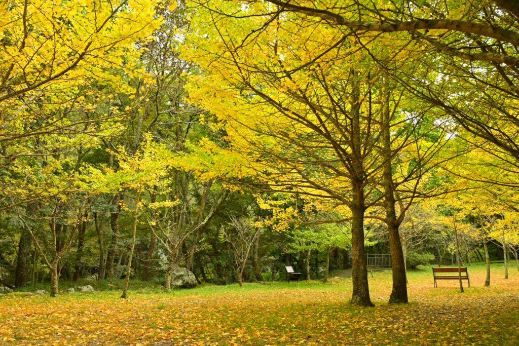 鳳凰颱風來勢洶洶武陵農場11日下午2時起場區暫停對外開放 @去旅行新聞網