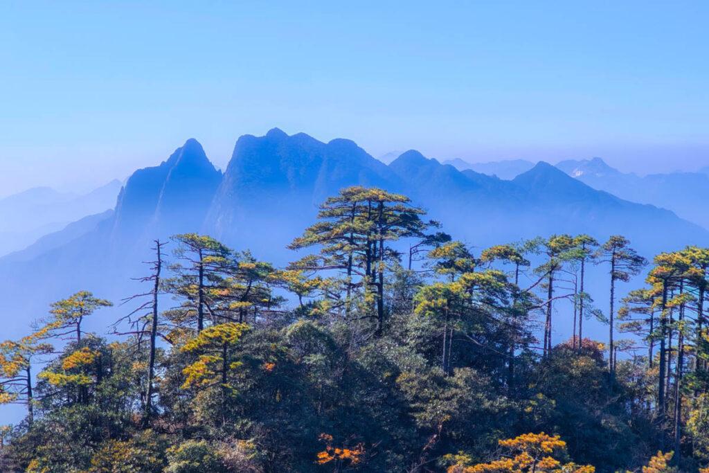三清山秋季美炸! 雲海、銀杏、道教仙境,此生必訪! @去旅行新聞網 三清山秋季美炸! 雲海、銀杏、道教仙境,此生必訪! @去旅行新聞網