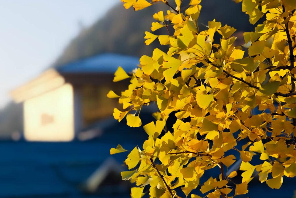 三清山秋季美炸! 雲海、銀杏、道教仙境,此生必訪! @去旅行新聞網 三清山秋季美炸! 雲海、銀杏、道教仙境,此生必訪! @去旅行新聞網