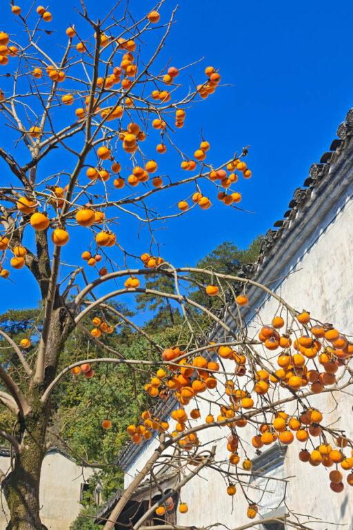 🔥婺源篁嶺:上帝打翻的調色盤!一場古村的詩意小旅行與「曬秋」盛宴 @去旅行新聞網 🔥婺源篁嶺:上帝打翻的調色盤!一場古村的詩意小旅行與「曬秋」盛宴 @去旅行新聞網