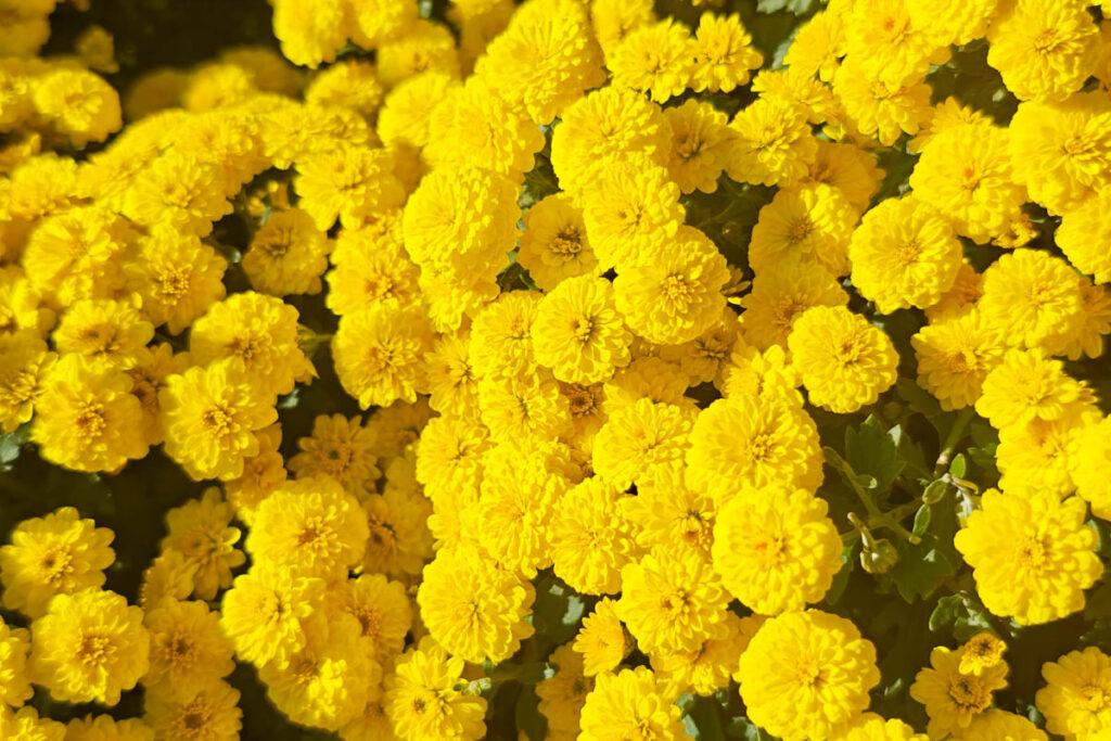 🔥婺源篁嶺:上帝打翻的調色盤!一場古村的詩意小旅行與「曬秋」盛宴 @去旅行新聞網 🔥婺源篁嶺:上帝打翻的調色盤!一場古村的詩意小旅行與「曬秋」盛宴 @去旅行新聞網