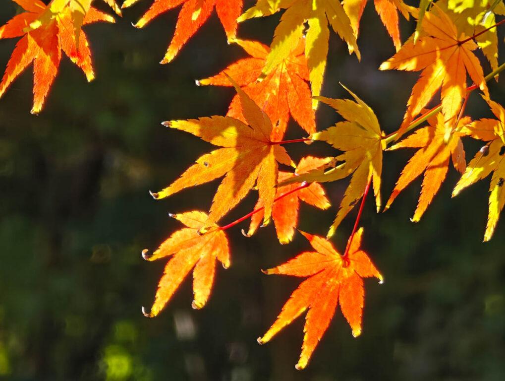 🍁秋楓裡的江西廬山東林寺:沿著山路一路向「心」而行 @去旅行新聞網 🍁秋楓裡的江西廬山東林寺:沿著山路一路向「心」而行 @去旅行新聞網