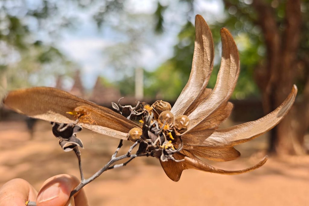 女王宮的低語:在紅砂岩的細紋間,聽見留給她的心事 @去旅行新聞網 女王宮的低語:在紅砂岩的細紋間,聽見留給她的心事 @去旅行新聞網