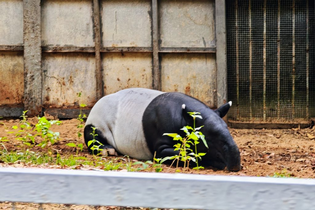【富國島 Safari 全攻略】與長頸鹿用餐、環尾狐猴零距離接觸!一場震撼感官的叢林冒險 @去旅行新聞網 【富國島 Safari 全攻略】與長頸鹿用餐、環尾狐猴零距離接觸!一場震撼感官的叢林冒險 @去旅行新聞網