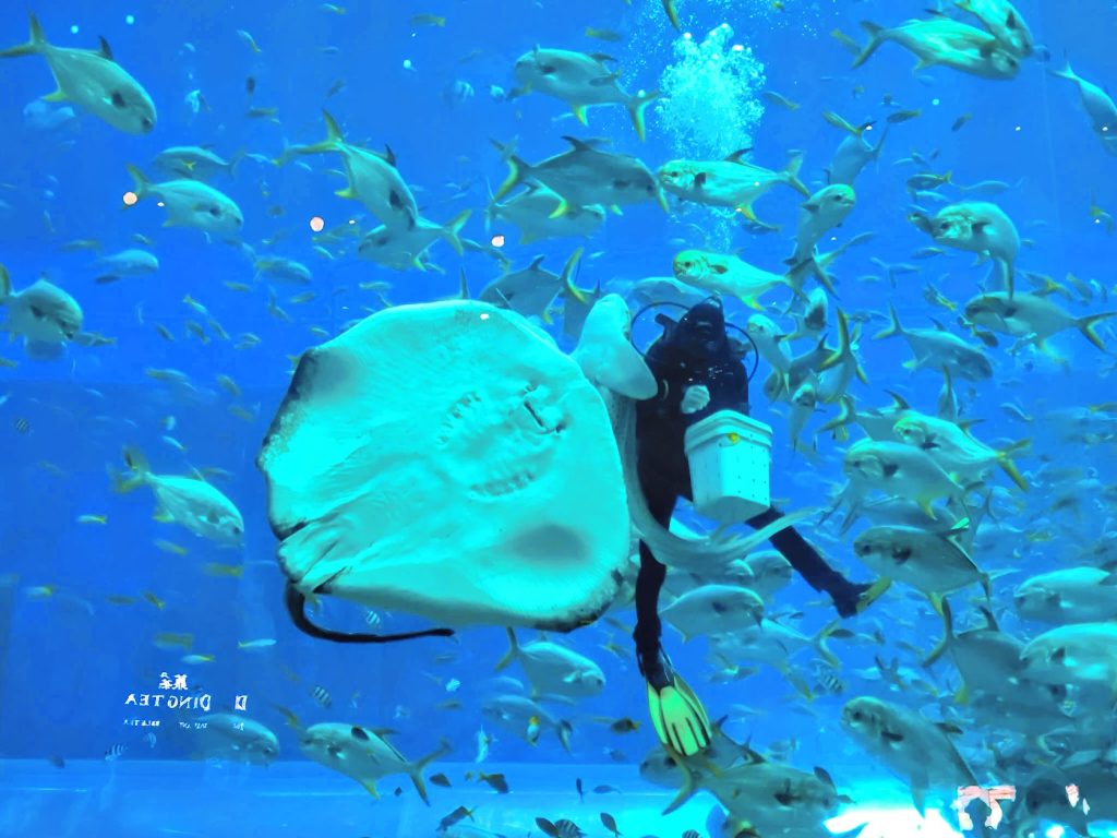 【富國島】在深海許下承諾!珍珠樂園海龜水族館:牽手走過夢幻海底隧道、共賞美人魚的浪漫時刻 @去旅行新聞網 【富國島】在深海許下承諾!珍珠樂園海龜水族館:牽手走過夢幻海底隧道、共賞美人魚的浪漫時刻 @去旅行新聞網
