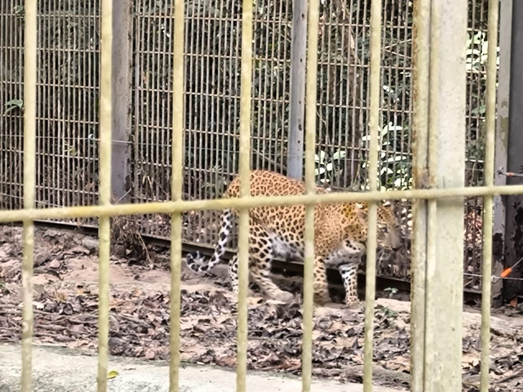 【富國島 Safari 全攻略】與長頸鹿用餐、環尾狐猴零距離接觸!一場震撼感官的叢林冒險 @去旅行新聞網 【富國島 Safari 全攻略】與長頸鹿用餐、環尾狐猴零距離接觸!一場震撼感官的叢林冒險 @去旅行新聞網