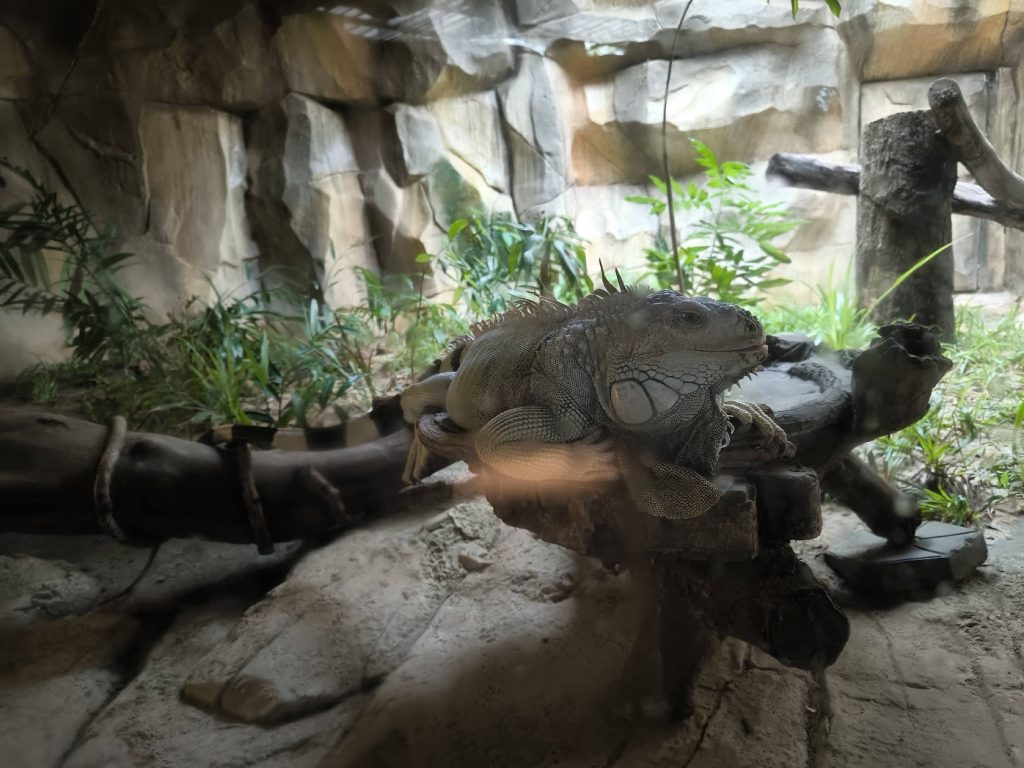 【富國島 Safari 全攻略】與長頸鹿用餐、環尾狐猴零距離接觸!一場震撼感官的叢林冒險 @去旅行新聞網 【富國島 Safari 全攻略】與長頸鹿用餐、環尾狐猴零距離接觸!一場震撼感官的叢林冒險 @去旅行新聞網