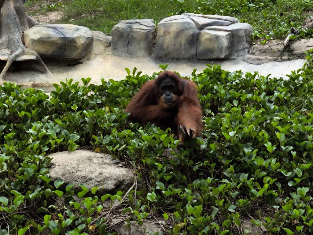 【富國島 Safari 全攻略】與長頸鹿用餐、環尾狐猴零距離接觸!一場震撼感官的叢林冒險 @去旅行新聞網 【富國島 Safari 全攻略】與長頸鹿用餐、環尾狐猴零距離接觸!一場震撼感官的叢林冒險 @去旅行新聞網