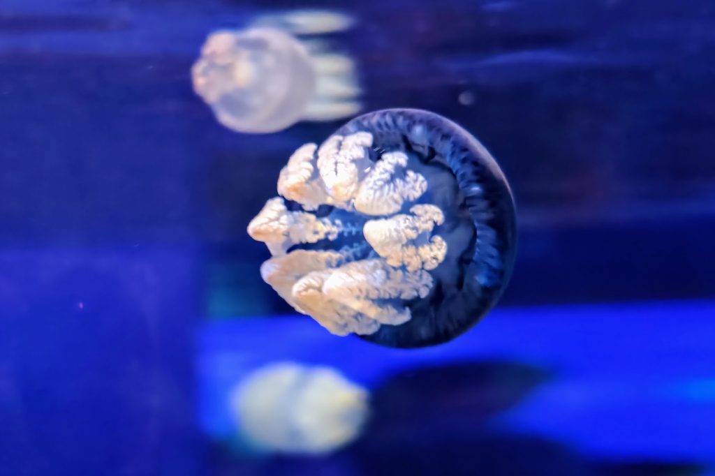 【富國島】在深海許下承諾!珍珠樂園海龜水族館:牽手走過夢幻海底隧道、共賞美人魚的浪漫時刻 @去旅行新聞網 【富國島】在深海許下承諾!珍珠樂園海龜水族館:牽手走過夢幻海底隧道、共賞美人魚的浪漫時刻 @去旅行新聞網