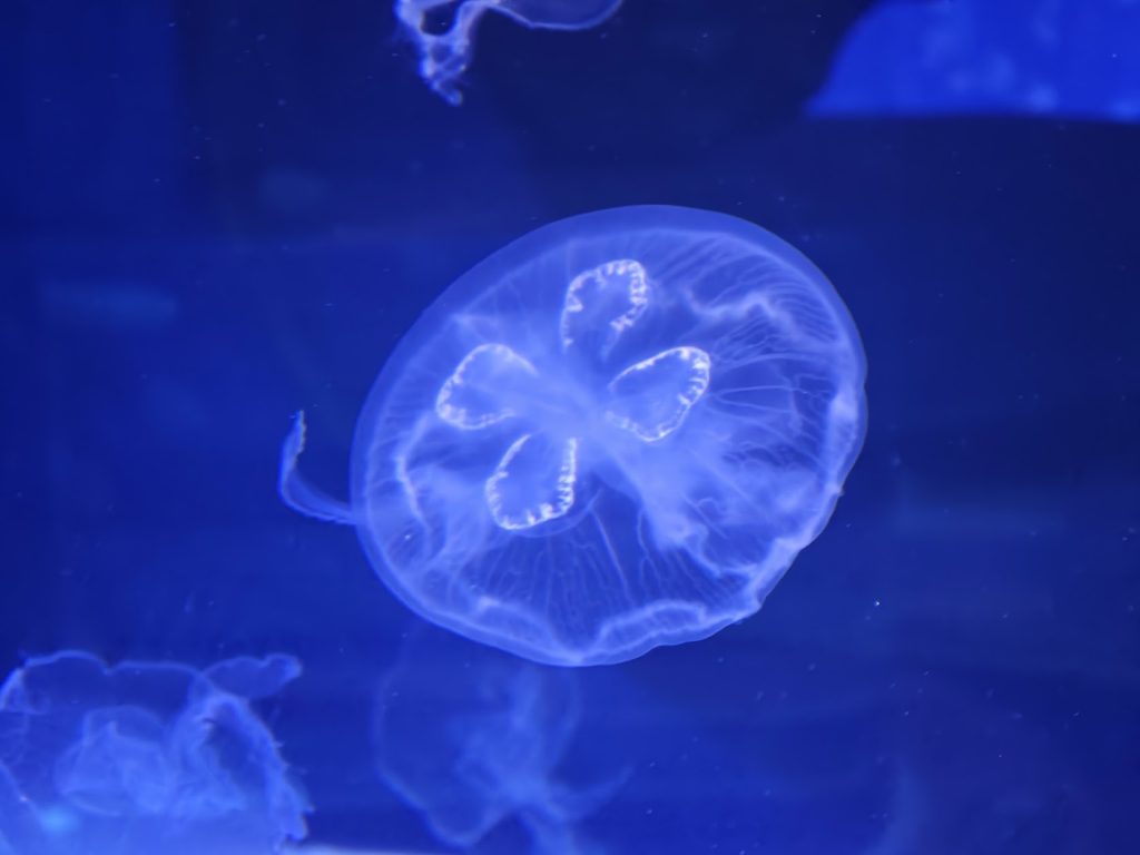 【富國島】在深海許下承諾!珍珠樂園海龜水族館:牽手走過夢幻海底隧道、共賞美人魚的浪漫時刻 @去旅行新聞網 【富國島】在深海許下承諾!珍珠樂園海龜水族館:牽手走過夢幻海底隧道、共賞美人魚的浪漫時刻 @去旅行新聞網