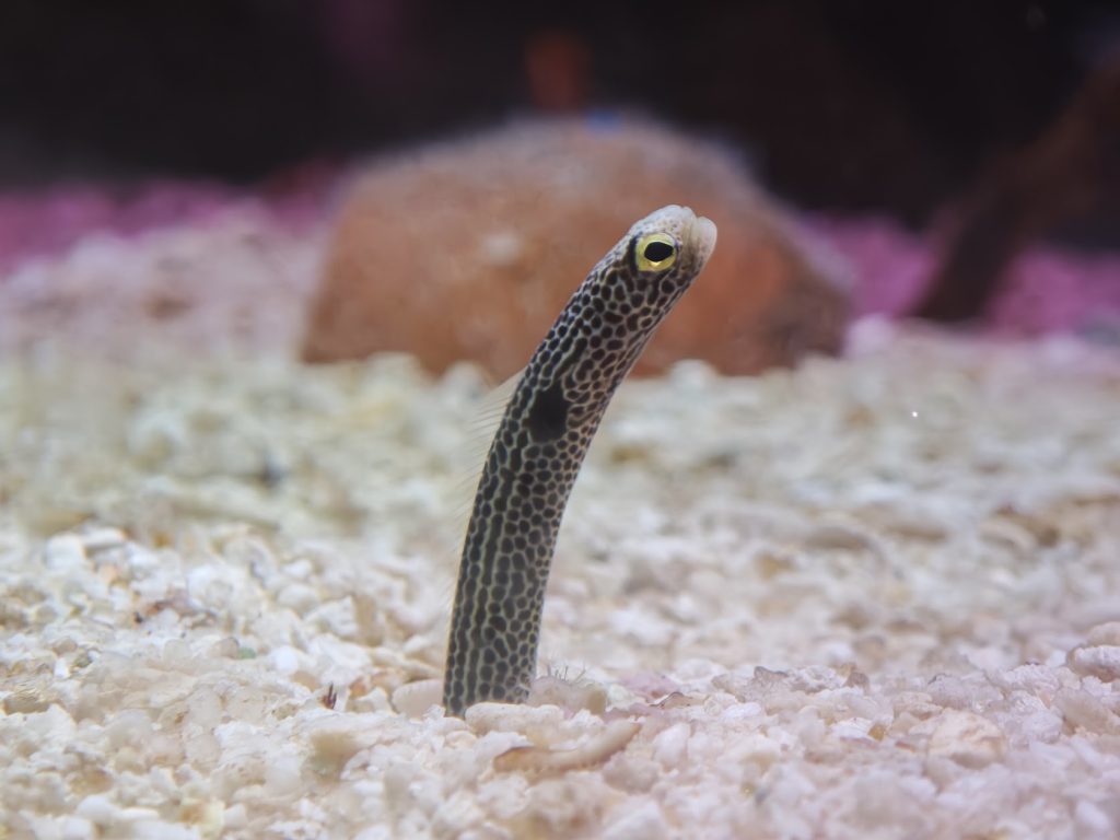 【富國島】在深海許下承諾!珍珠樂園海龜水族館:牽手走過夢幻海底隧道、共賞美人魚的浪漫時刻 @去旅行新聞網 【富國島】在深海許下承諾!珍珠樂園海龜水族館:牽手走過夢幻海底隧道、共賞美人魚的浪漫時刻 @去旅行新聞網