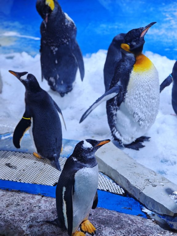 【富國島】在深海許下承諾!珍珠樂園海龜水族館:牽手走過夢幻海底隧道、共賞美人魚的浪漫時刻 @去旅行新聞網 【富國島】在深海許下承諾!珍珠樂園海龜水族館:牽手走過夢幻海底隧道、共賞美人魚的浪漫時刻 @去旅行新聞網