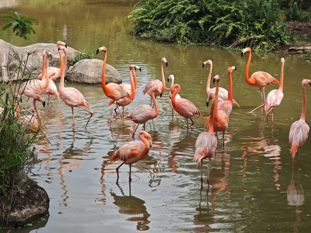 【富國島 Safari 全攻略】與長頸鹿用餐、環尾狐猴零距離接觸!一場震撼感官的叢林冒險 @去旅行新聞網 【富國島 Safari 全攻略】與長頸鹿用餐、環尾狐猴零距離接觸!一場震撼感官的叢林冒險 @去旅行新聞網