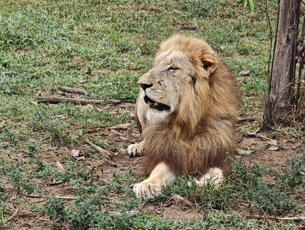 【富國島 Safari 全攻略】與長頸鹿用餐、環尾狐猴零距離接觸!一場震撼感官的叢林冒險 @去旅行新聞網 【富國島 Safari 全攻略】與長頸鹿用餐、環尾狐猴零距離接觸!一場震撼感官的叢林冒險 @去旅行新聞網