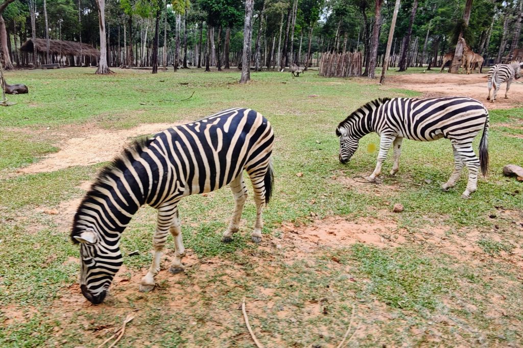 【富國島 Safari 全攻略】與長頸鹿用餐、環尾狐猴零距離接觸!一場震撼感官的叢林冒險 @去旅行新聞網 【富國島 Safari 全攻略】與長頸鹿用餐、環尾狐猴零距離接觸!一場震撼感官的叢林冒險 @去旅行新聞網