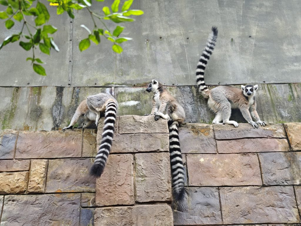 【富國島 Safari 全攻略】與長頸鹿用餐、環尾狐猴零距離接觸!一場震撼感官的叢林冒險 @去旅行新聞網 【富國島 Safari 全攻略】與長頸鹿用餐、環尾狐猴零距離接觸!一場震撼感官的叢林冒險 @去旅行新聞網