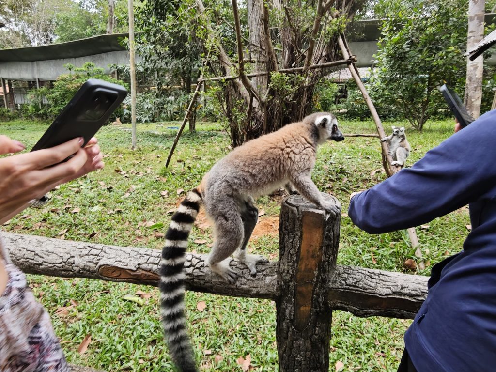 【富國島 Safari 全攻略】與長頸鹿用餐、環尾狐猴零距離接觸!一場震撼感官的叢林冒險 @去旅行新聞網 【富國島 Safari 全攻略】與長頸鹿用餐、環尾狐猴零距離接觸!一場震撼感官的叢林冒險 @去旅行新聞網