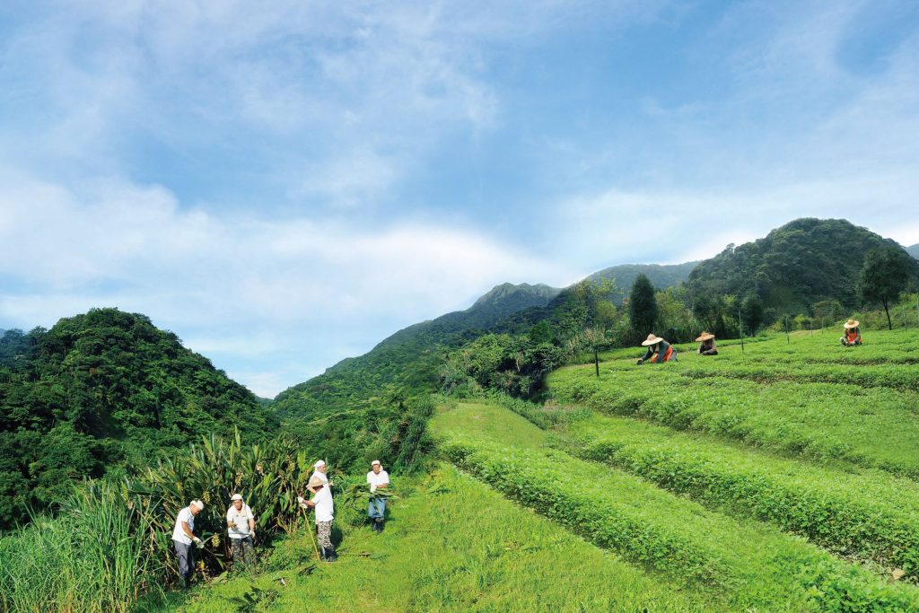 圖5.【阿原】阿原在陽明山國家公園開墾農場，以自然農耕法栽種青草並運用於產品中。