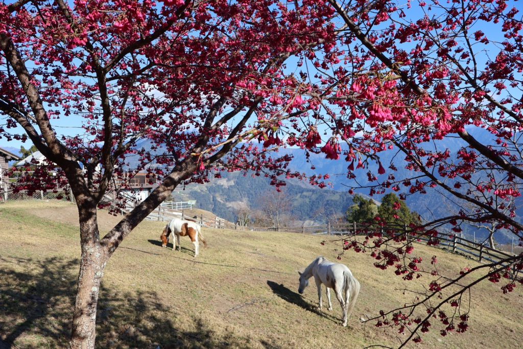 富國島珍珠奇幻樂園：越南版迪士尼「VinWonders Phu Quoc」超完整開箱體驗，門票攻略、必玩設施、水舞秀一次看！ @去旅行新聞網