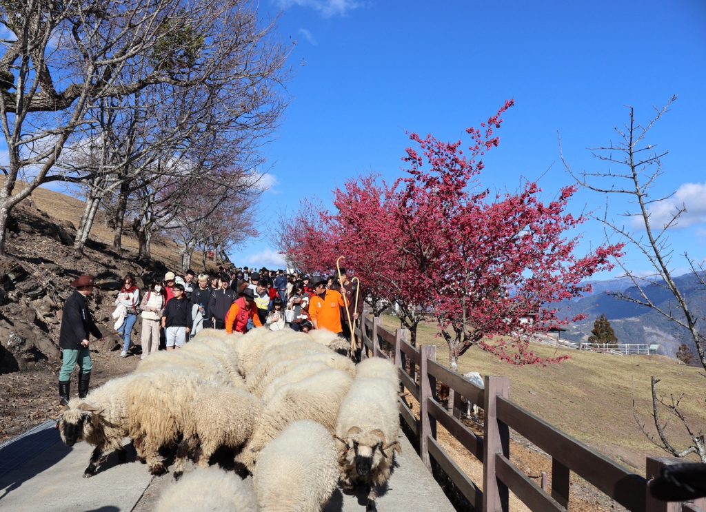 清境農場春節9天連嗨!「牧羊Q」巡迴合影、賞櫻走春 還有萬元住宿券紅包等你抽 @去旅行新聞網 清境農場春節9天連嗨!「牧羊Q」巡迴合影、賞櫻走春 還有萬元住宿券紅包等你抽 @去旅行新聞網