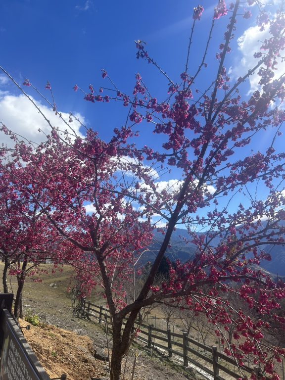 清境農場春節9天連嗨!「牧羊Q」巡迴合影、賞櫻走春 還有萬元住宿券紅包等你抽 @去旅行新聞網 清境農場春節9天連嗨!「牧羊Q」巡迴合影、賞櫻走春 還有萬元住宿券紅包等你抽 @去旅行新聞網