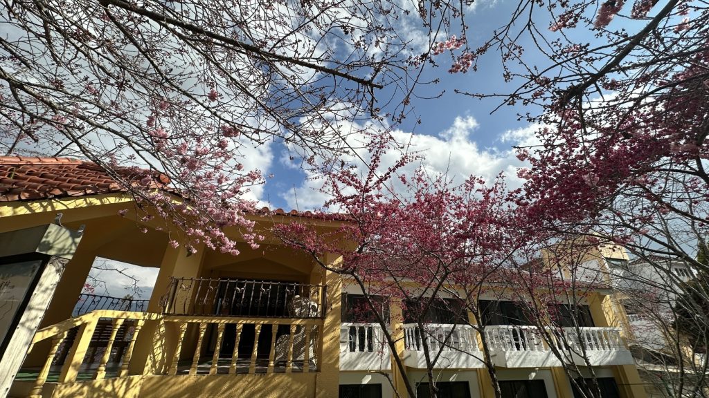 清境農場春節9天連嗨!「牧羊Q」巡迴合影、賞櫻走春 還有萬元住宿券紅包等你抽 @去旅行新聞網 清境農場春節9天連嗨!「牧羊Q」巡迴合影、賞櫻走春 還有萬元住宿券紅包等你抽 @去旅行新聞網