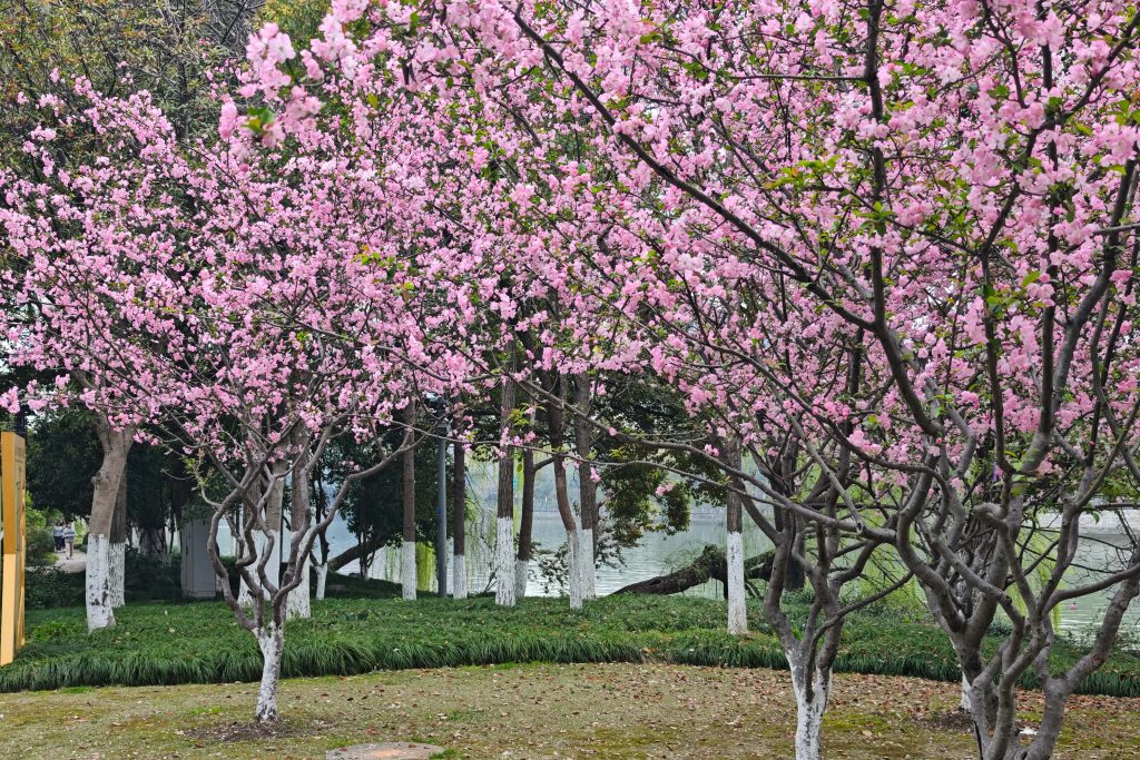 杭州拱宸橋|花季限定!京杭大運河最美江南詩意等你來! 杭州拱宸橋|花季限定!京杭大運河最美江南詩意等你來! @去旅行新聞網