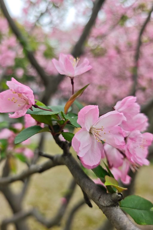 杭州拱宸橋|花季限定!京杭大運河最美江南詩意等你來! 杭州拱宸橋|花季限定!京杭大運河最美江南詩意等你來! @去旅行新聞網