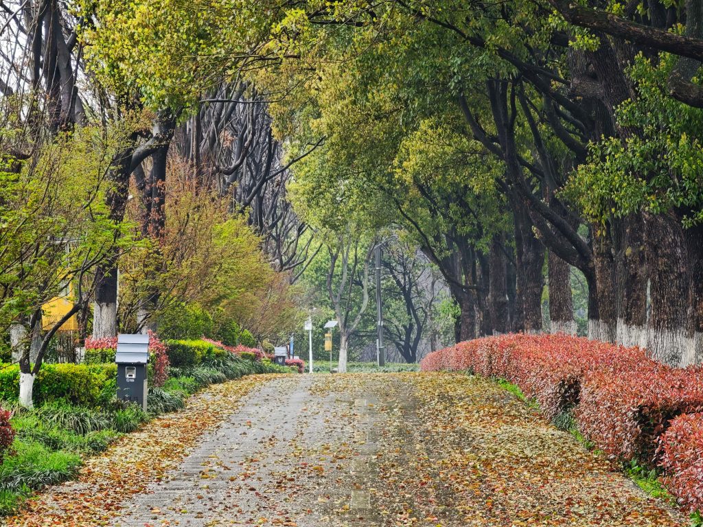 南昌鳳凰溝 春雨微醺,鬱金香x茶園x木蓮花,遇見詩意江西 南昌鳳凰溝 春雨微醺,鬱金香x茶園x木蓮花,遇見詩意江西 @去旅行新聞網