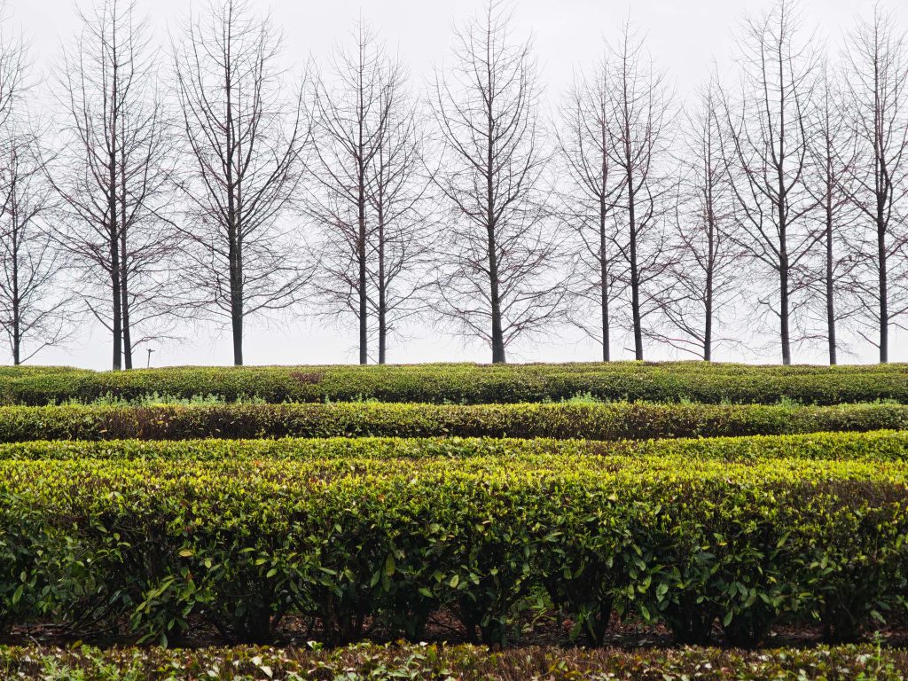 南昌鳳凰溝 春雨微醺,鬱金香x茶園x木蓮花,遇見詩意江西 南昌鳳凰溝 春雨微醺,鬱金香x茶園x木蓮花,遇見詩意江西 @去旅行新聞網