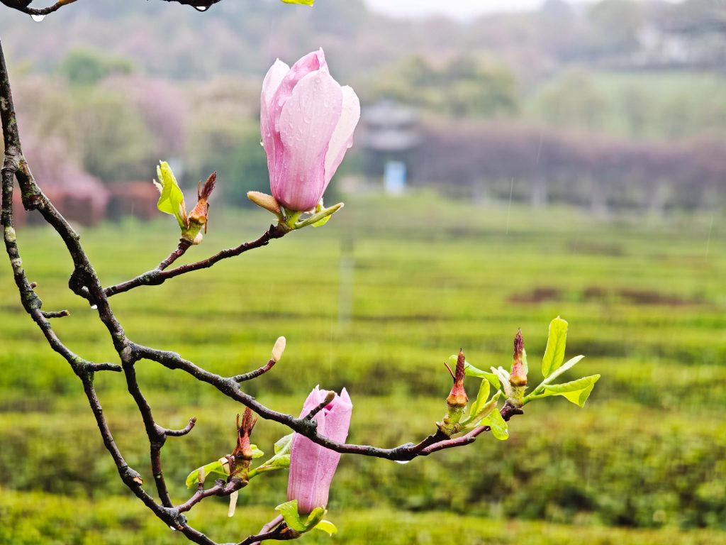 南昌鳳凰溝 春雨微醺,鬱金香x茶園x木蓮花,遇見詩意江西 南昌鳳凰溝 春雨微醺,鬱金香x茶園x木蓮花,遇見詩意江西 @去旅行新聞網