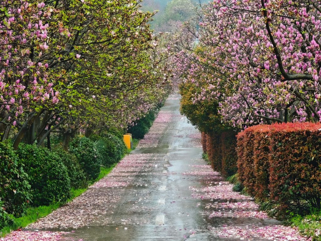 南昌鳳凰溝 春雨微醺,鬱金香x茶園x木蓮花,遇見詩意江西 南昌鳳凰溝 春雨微醺,鬱金香x茶園x木蓮花,遇見詩意江西 @去旅行新聞網