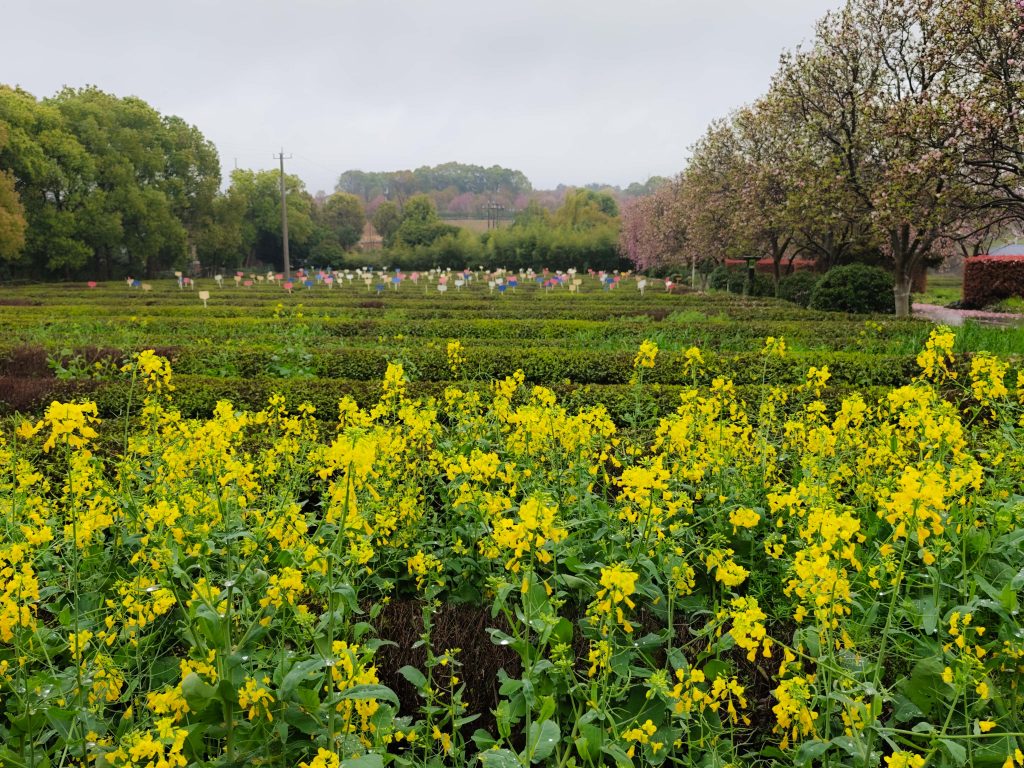 南昌鳳凰溝 春雨微醺,鬱金香x茶園x木蓮花,遇見詩意江西 南昌鳳凰溝 春雨微醺,鬱金香x茶園x木蓮花,遇見詩意江西 @去旅行新聞網