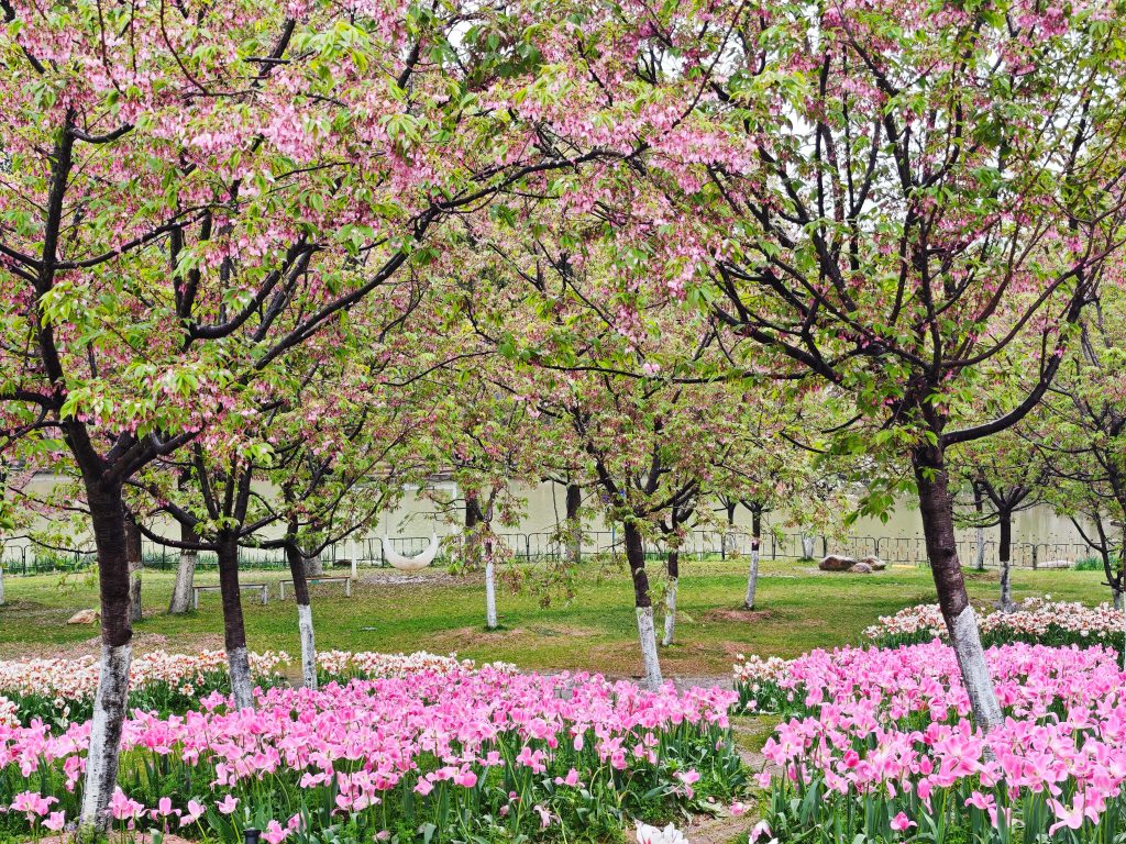 南昌鳳凰溝 春雨微醺,鬱金香x茶園x木蓮花,遇見詩意江西 南昌鳳凰溝 春雨微醺,鬱金香x茶園x木蓮花,遇見詩意江西 @去旅行新聞網