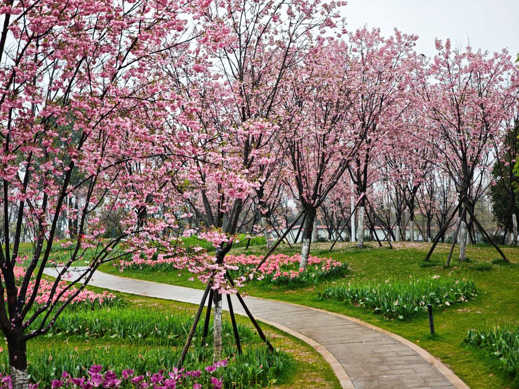 南昌鳳凰溝 春雨微醺,鬱金香x茶園x木蓮花,遇見詩意江西 南昌鳳凰溝 春雨微醺,鬱金香x茶園x木蓮花,遇見詩意江西 @去旅行新聞網