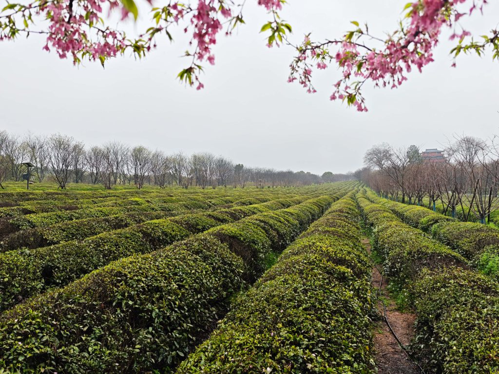 南昌鳳凰溝 春雨微醺,鬱金香x茶園x木蓮花,遇見詩意江西 南昌鳳凰溝 春雨微醺,鬱金香x茶園x木蓮花,遇見詩意江西 @去旅行新聞網