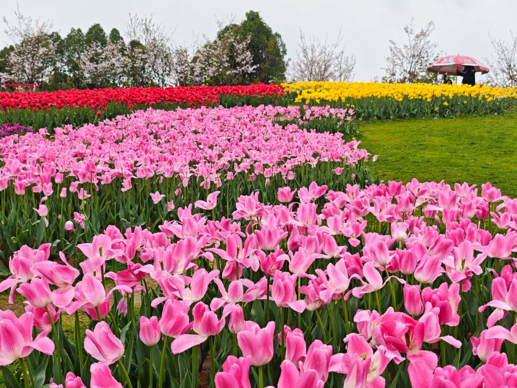 南昌鳳凰溝 春雨微醺,鬱金香x茶園x木蓮花,遇見詩意江西 南昌鳳凰溝 春雨微醺,鬱金香x茶園x木蓮花,遇見詩意江西 @去旅行新聞網